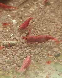 Krewetki Neocaridina Sakura Red