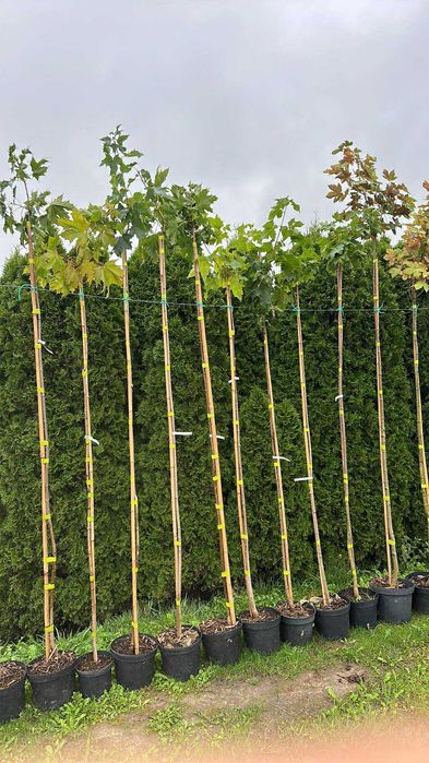 Klon szczepiony Katalpa Globosum Acer pseudoplatanus Princeton Gold