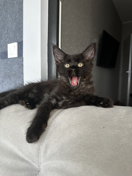 Мейн кун чорний дим киця із проф розплідника