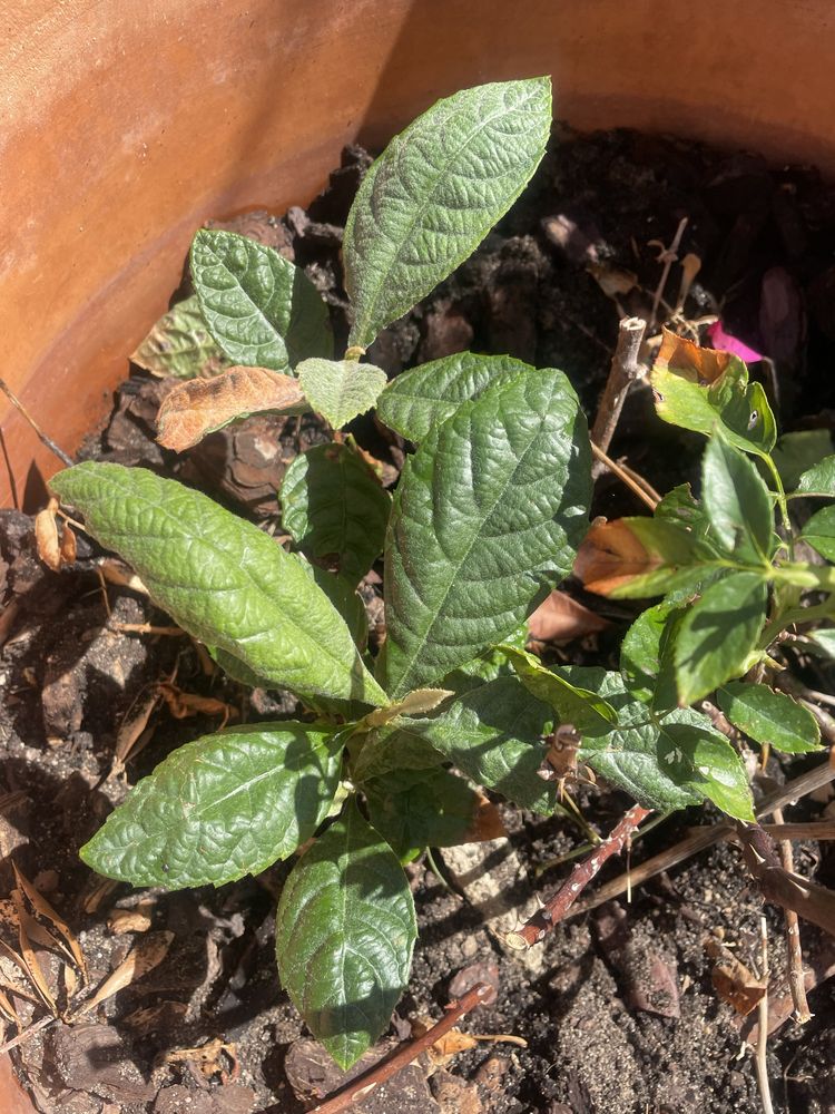 Pe de nesperas varios tamanhos