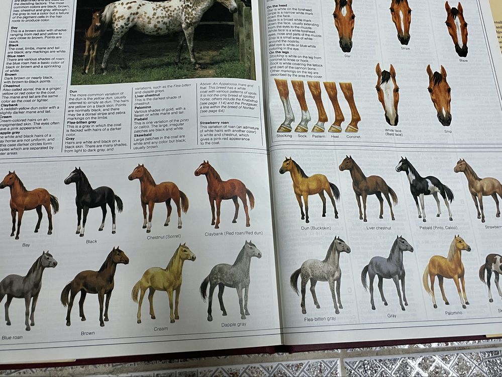 The Horse: The Complete Guide to Horse Breeds and Breeding