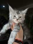 Kocurek Maine Coon