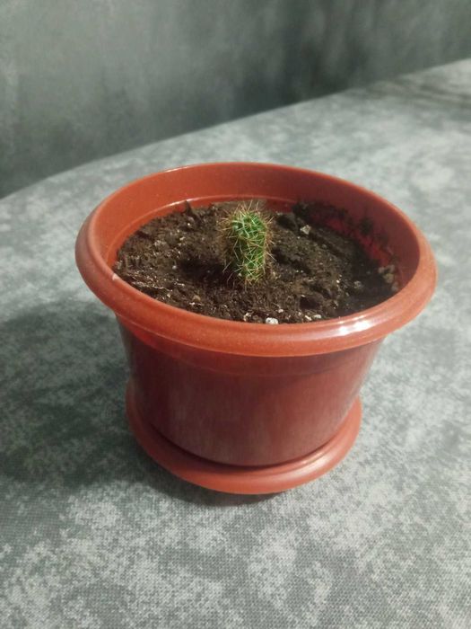 Продам кактуси в м.Ужгород