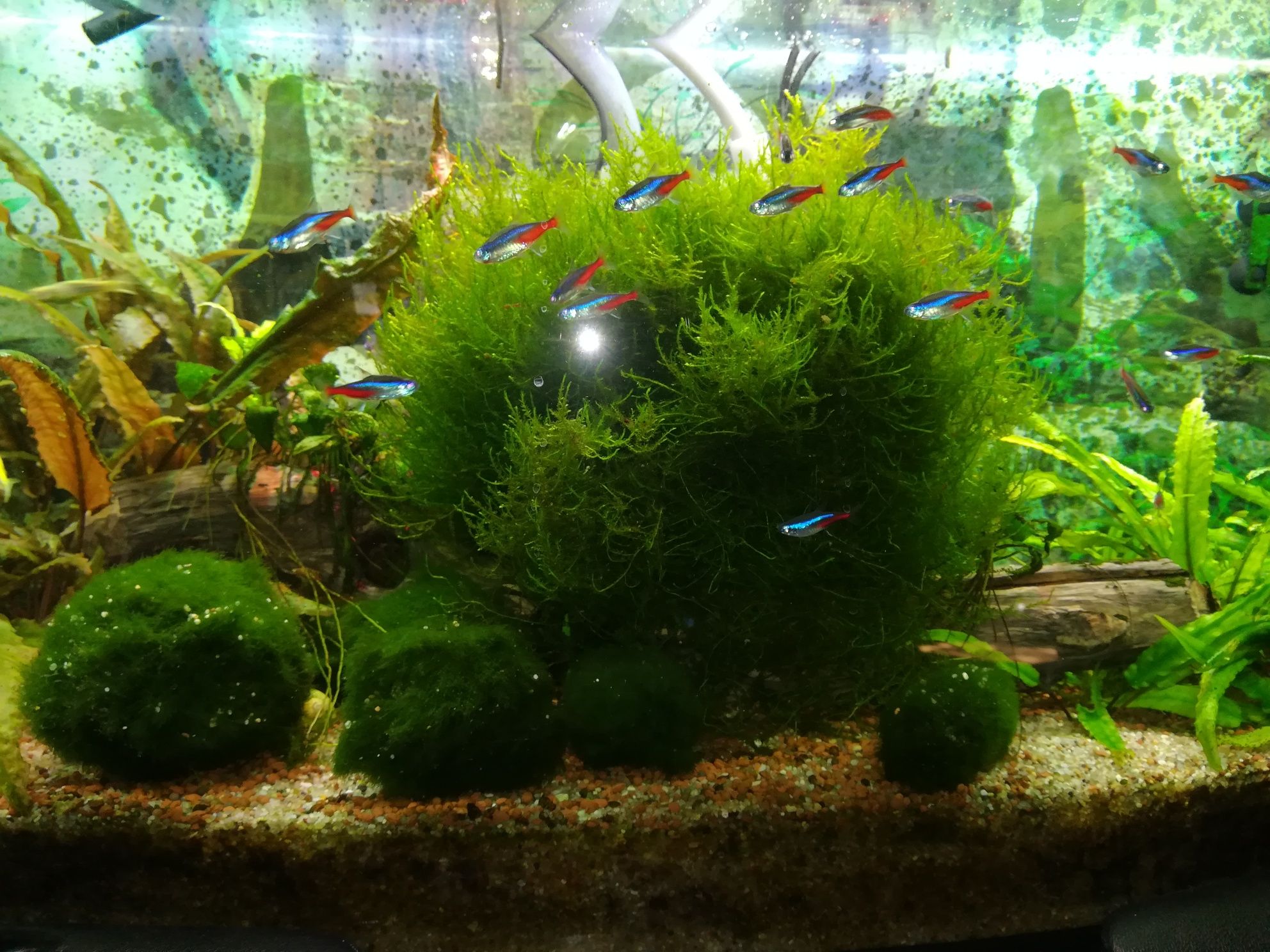 Oddam Ogromna kępa mchu java