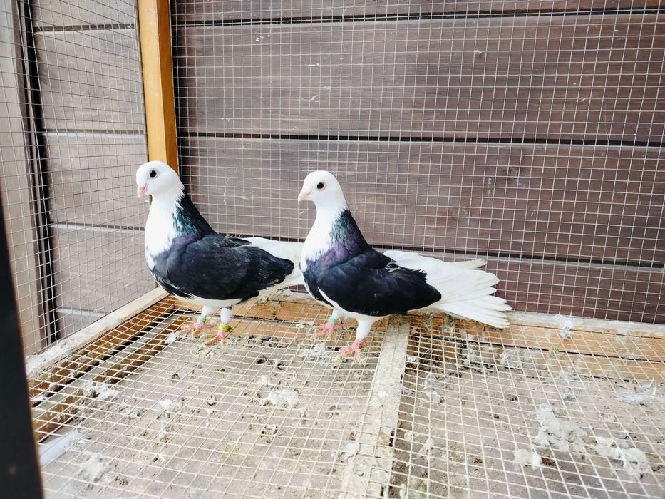 Gołębie zamojskie bociany