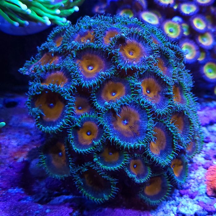 Zoa - Captain America WYSIWYG, zoanthus, Koralowce, morskie, akwarium