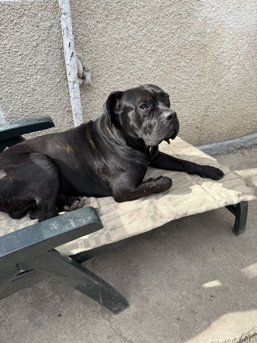 Пес породи Кане корсу самець вʼязка