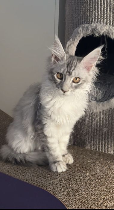 Rezerwacja-Srebrna niebieska terapeutka Kotka Maine coon FPL