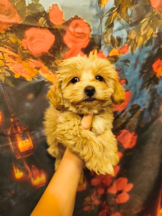 Maltipoo XXS chłopiec badania genetyczne rodowód pudel toy maltańczyk