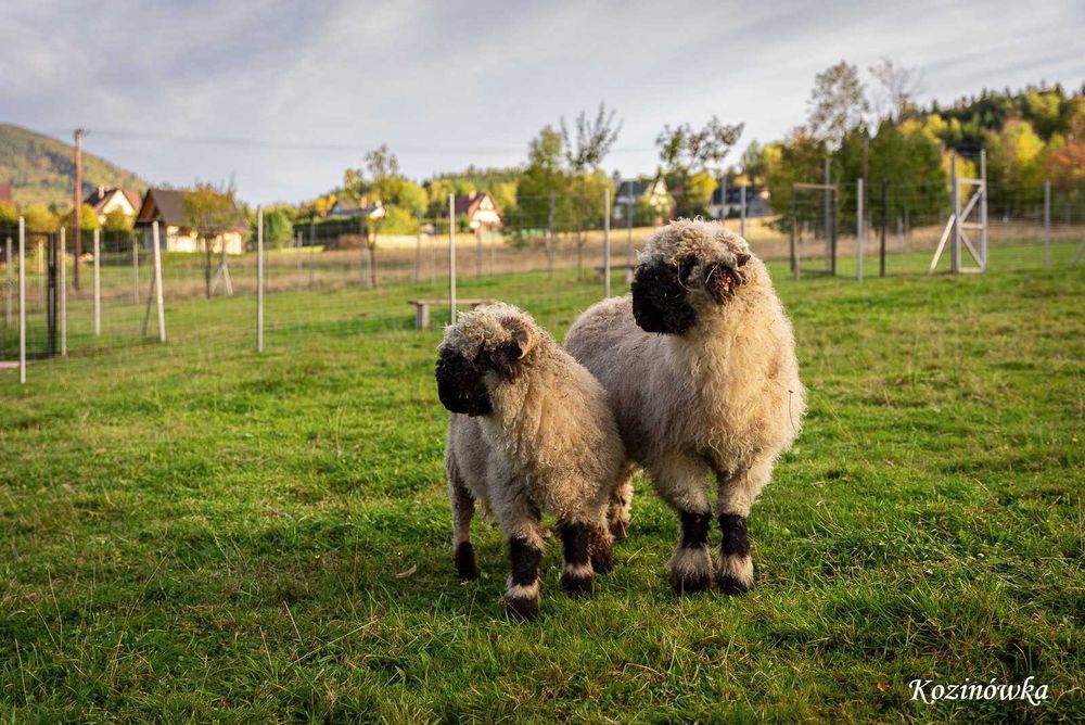 Kozinówka - Weekend listopadowy