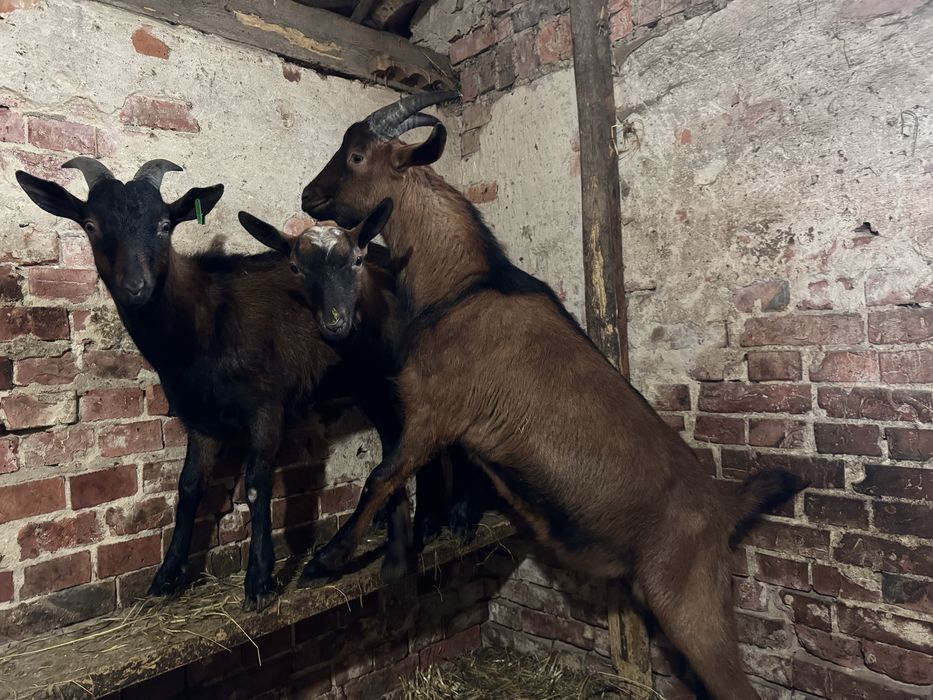 Кози Альпійськоі породи