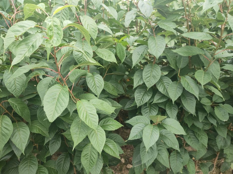 Drzewka owocowe i ozdobne.