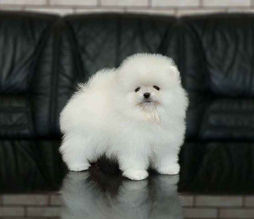 Мальчик и девочка померанского шпица