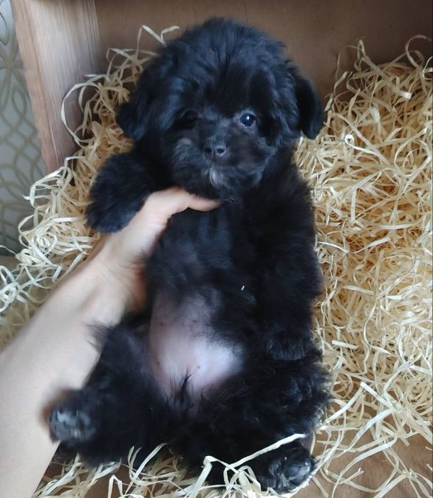 Чрезвычайно симпатичная плюшечка азиатского микса Той и Шпиц