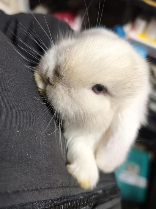 Coelho mini lop 2 meses