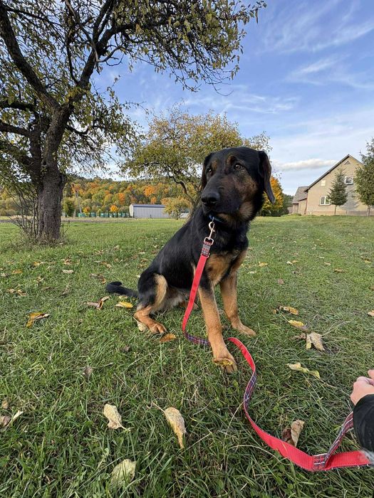 Roczny Psiak w typie beaucerona - UNIKAT