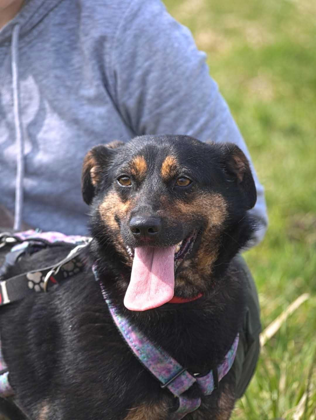 Nieśmiała Perełka szuka domu ADOPCJA