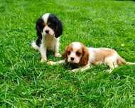 Śliczny Piesek Cavalier King Charles Spaniel  • ZOSTAŁ OSTATNI PIESEK