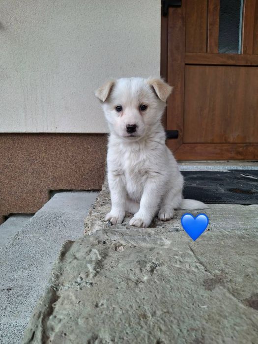 Цуцики шукають люблячу родину