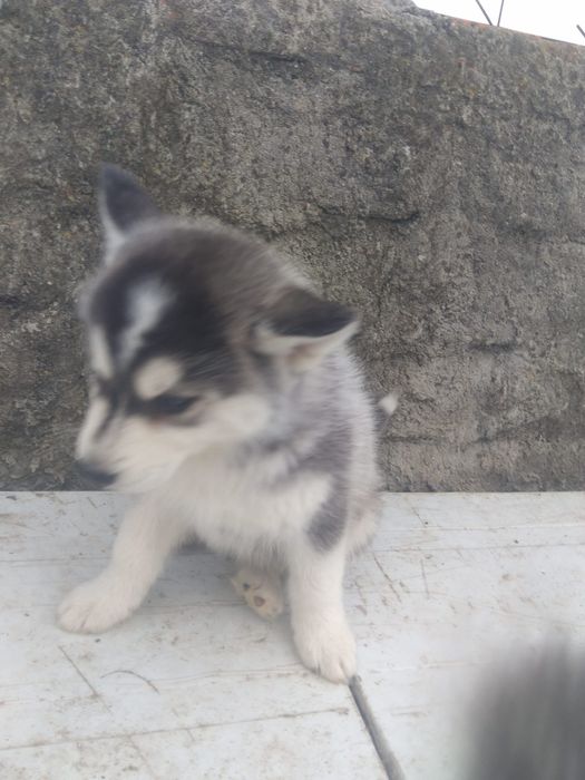 Husky siberiano c/lop pedigree c.p .canicultura