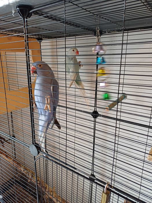 Ringneck violeta e turquesa palido