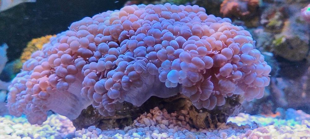 Akwarium morskie plerogyra