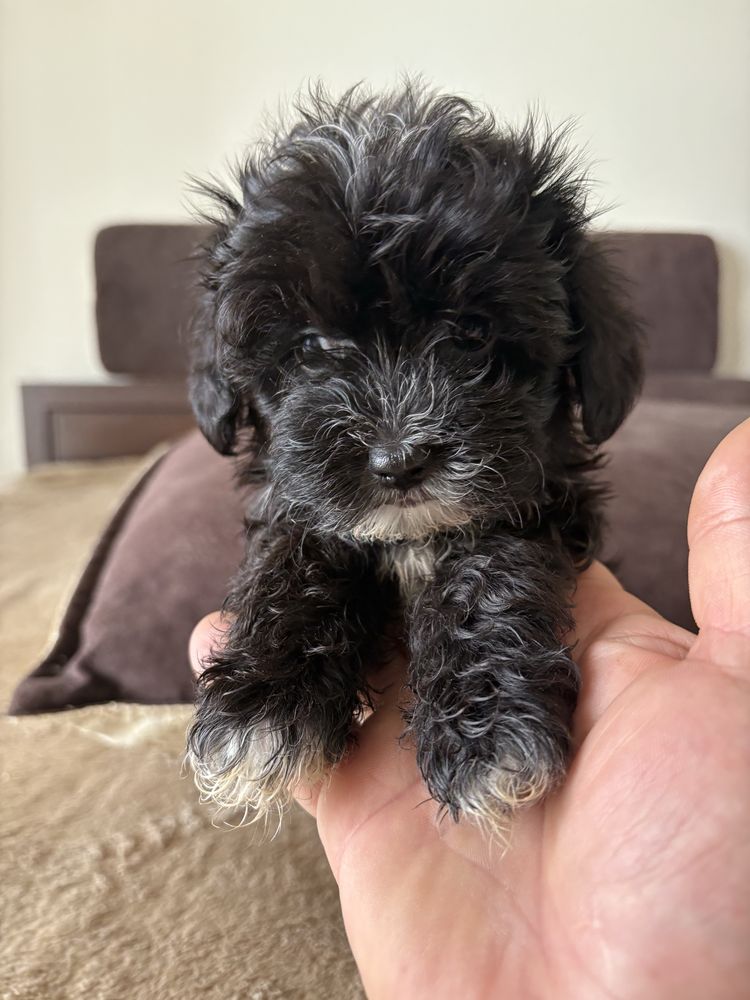 Maltipoo z pieknym wlosem