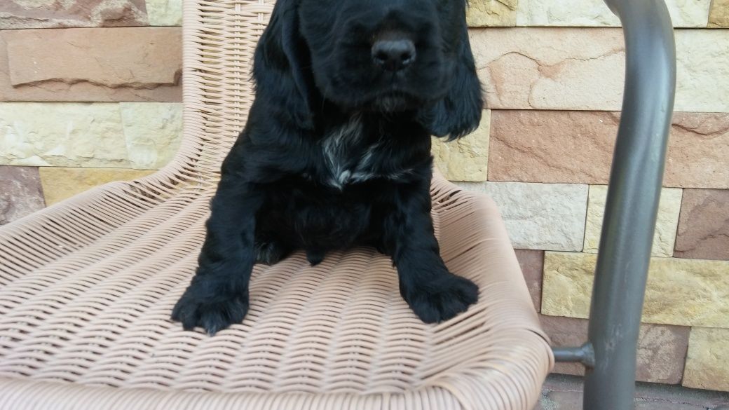 Cocker spaniel angielski Piesek