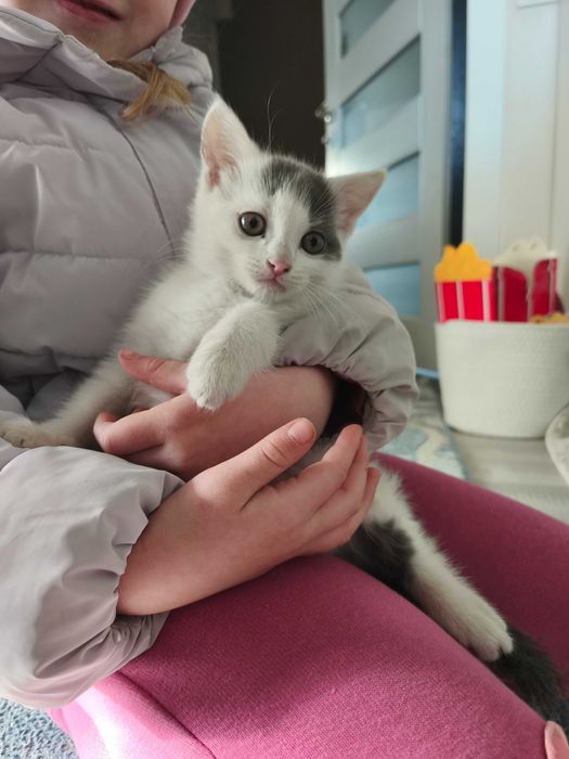 Киця в добрі руки