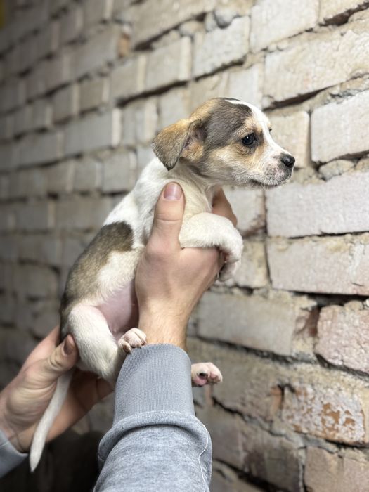 В добрые руки щенок