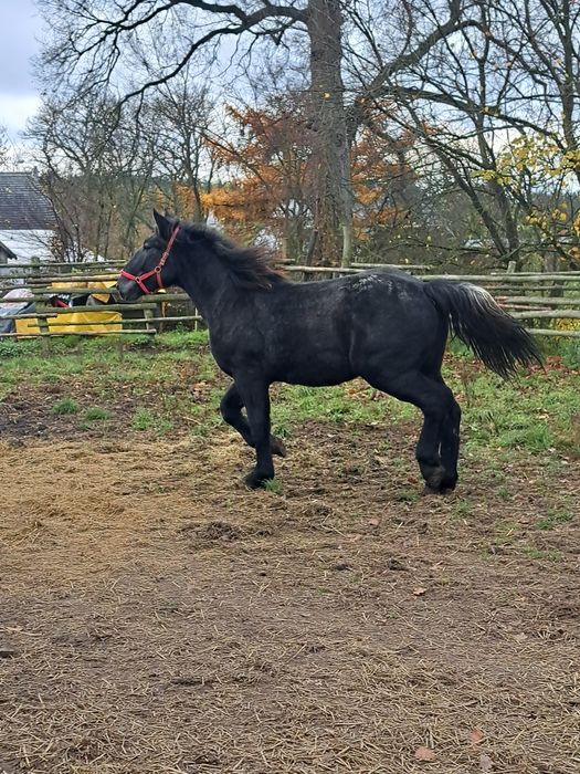 Sprzedam ogiera szpaka