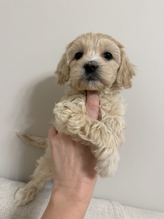 Мальтипу дівчинка сюрприз до свят