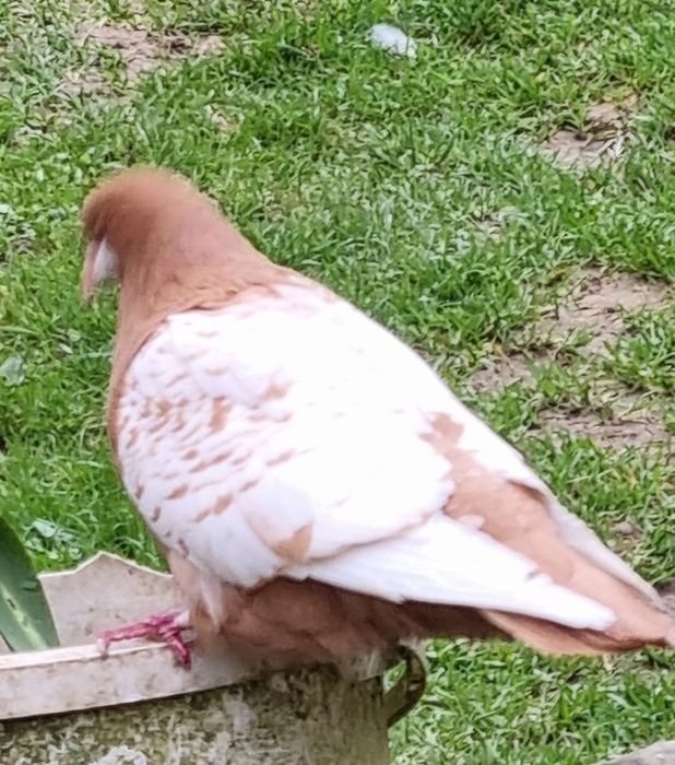 Sprzedam Gołębie Rysie