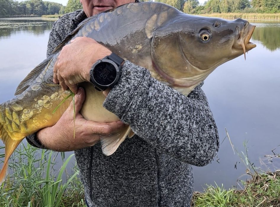 Karpie duże na łowisko od 10 kg/szt,  karp tarlak