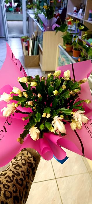 Шлюмбергера білий кучерявий