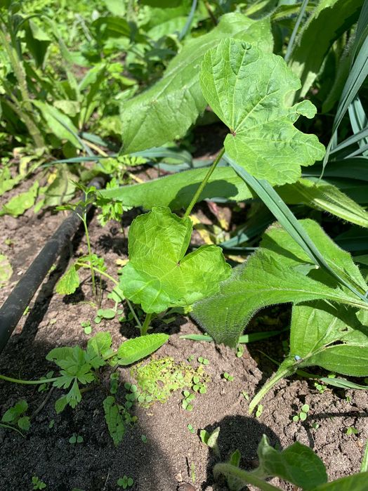 Piękna fioletowa malwa ozdobna jadalna lecznicza miododajna prawoślaz
