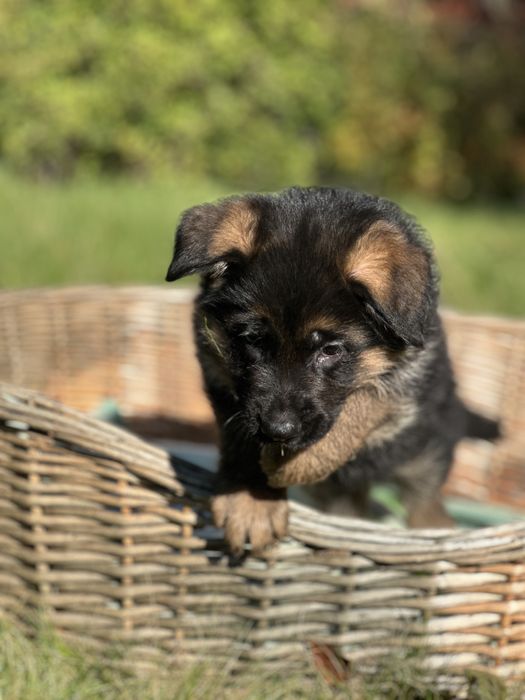 Owczarek Niemiecki Krótkowłosy – suczka Jamila z hodowli z tradycjami