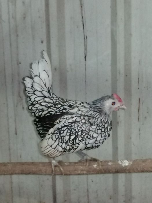 Sebright Prata (casais)