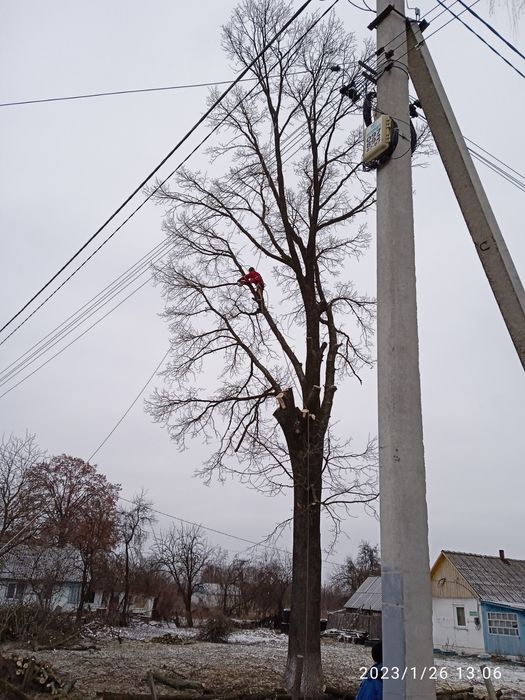 Професійне зрізання,обрізання дерев, садків. дробарка..обприскування.