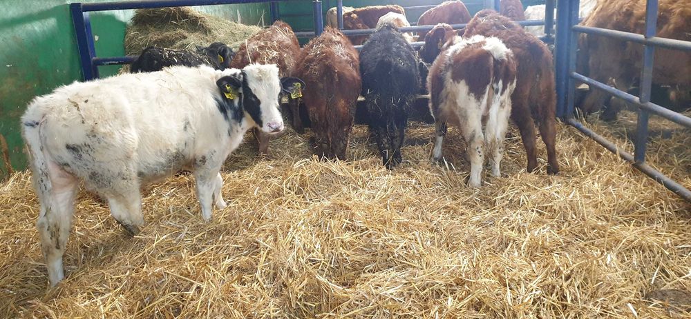 byczki byki żarłaki jałówki mięsne Limousin Charolais