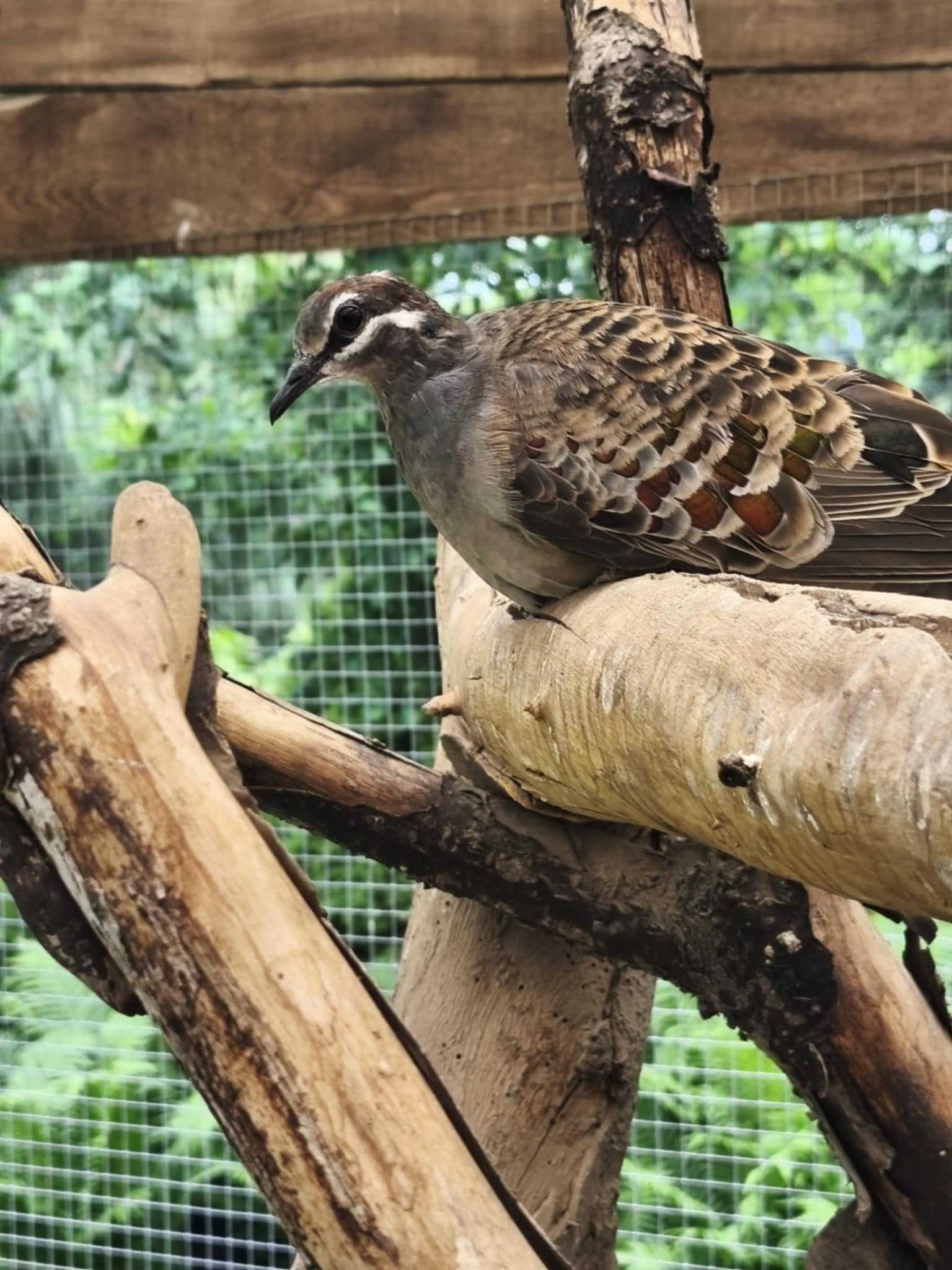 Błyskolotki miedzianoskrzydłe (łac.Phaps chalcoptera)