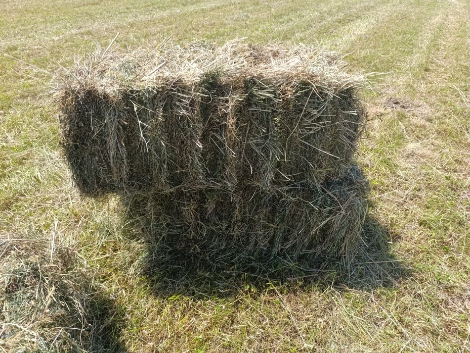 Тюки сіна 2025р.