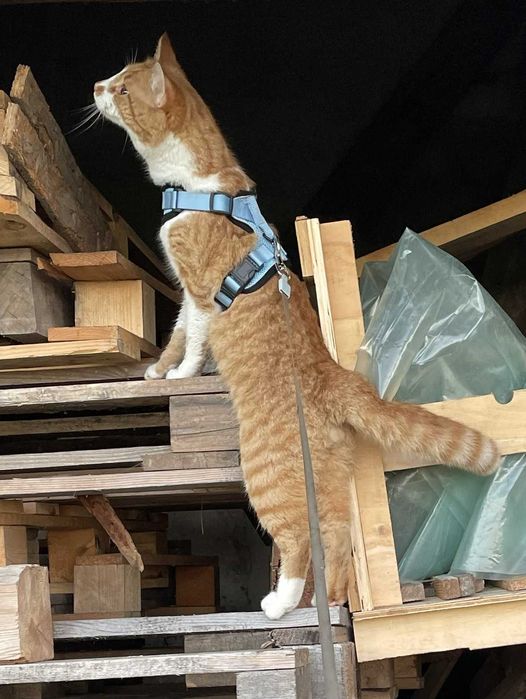 Zaginął Kot Rudo Biały młody kocurek Grzymalin Poszukiwany