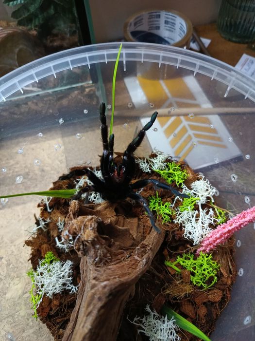 Chilobrachys fimbriatus