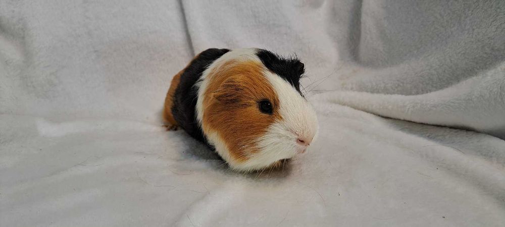 Морські свинки різні кольори.