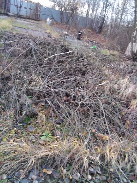 Drewno opałowe, gałęziówka, biomasa gratis oddam