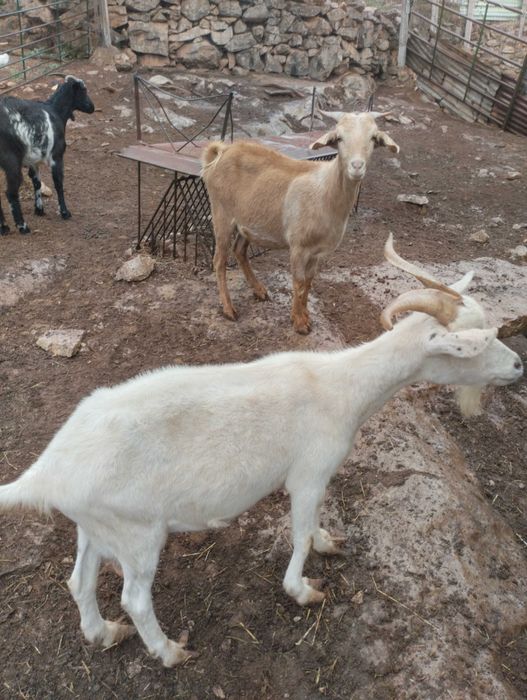 5 cabras prenhas