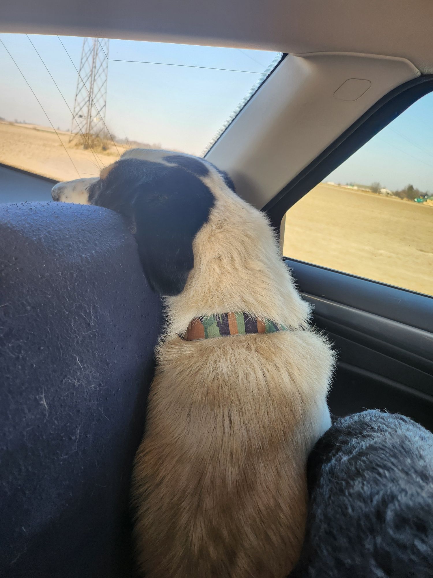 Lakuś do adopcji