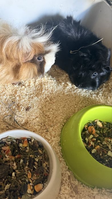 Sprzedam roczne świnki morskie