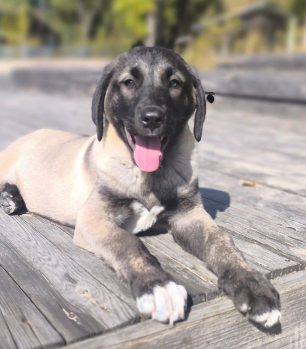 Kangal   suczka FCI